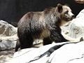 Zoo P1010970
